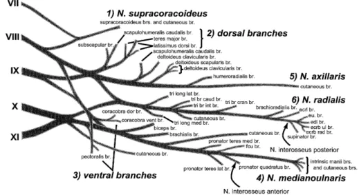 図 2 ． 腕 神 経 叢 の 模 式 図 ． 筋 に 分 布 す る 枝 を 重 点 的 に 示 す 〔 C ． crocoditus ： Harris ， 1939 ， 　 Fig ． 18 を 改変 ） ． 1 ） − k 烏 ［ 神 経 （ N ． 　supracoracoideus ） ，