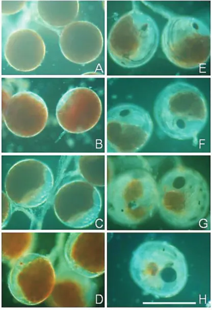 Fig. 8  Ratio  of  egg-development  stages  of  Mictyris brevidactylus. For categories of  Stages I-V, see Fig. 7 and text.