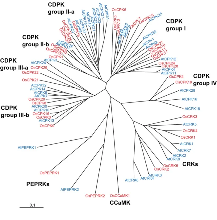 Fig. 4 CDPK (CPK) ファミリーの系統樹  Asano et al., 2005より抜粋   