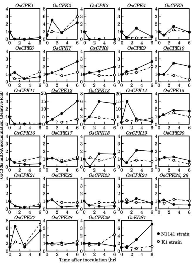 Fig. 5 Real time RT-PCRによるイネの全 OsCPK の発現解析 