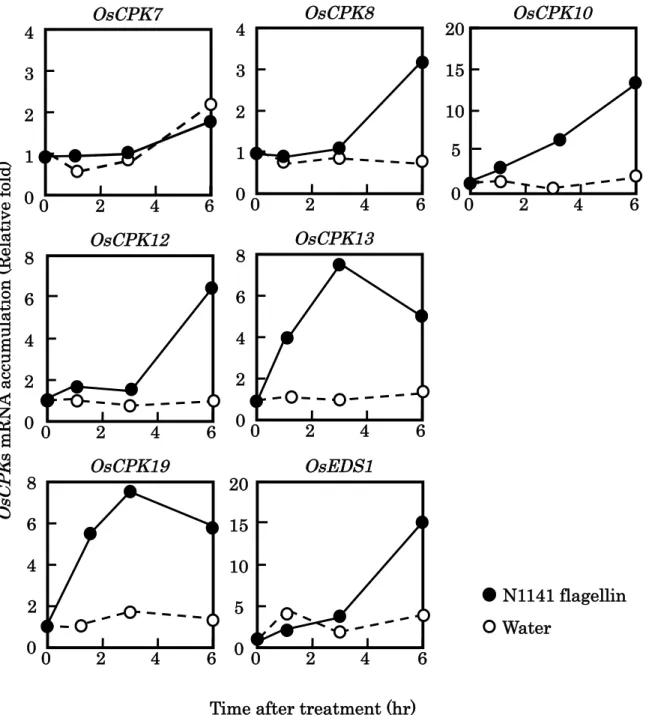 Fig. 6 Real time RT-PCRによる OsCPK7、8、10、12、13、19 の発現解析 