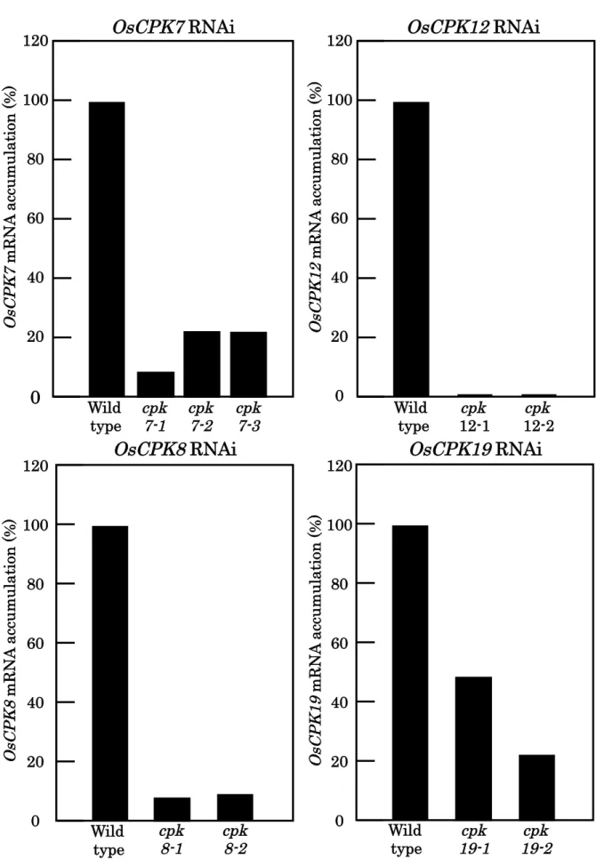 Fig. 8  OsCPK  RNAi形質転換培養細胞のmRNAの発現量  