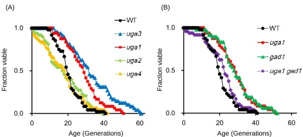 Figure 2.2 Replicative lifespans of cells carrying a deletion in  UGA1 or GAD1, genes  encoding  GABA-metabolizing  enzymes
