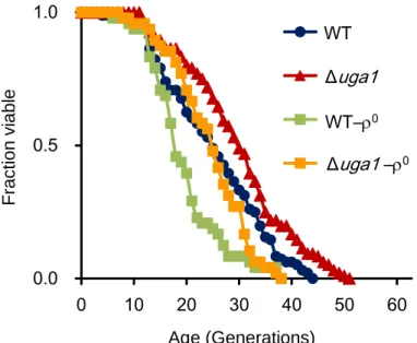 Figure  2.7 Replicative  lifespans  of  cells  without  mtDNA.  Lifespan  of  the  respiration- respiration-deficient  cells  with  or  without  UGA1  deletion  was  determined