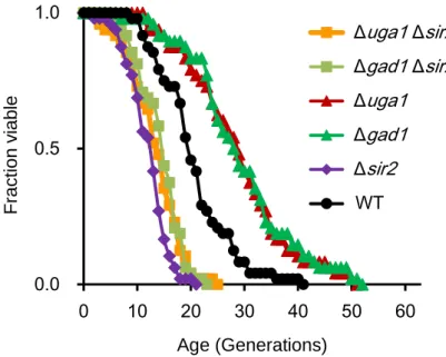 Figure 2.8 The effect of deletion of the SIR2 gene on lifespan extension by deletion of  UGA1 and GAD1