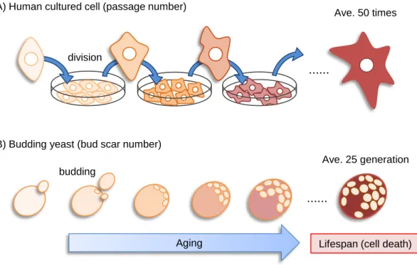 Figure 1.2 Budding yeast as a model for cellular senescence. (A) Cellular senescence of  human  cultured  cells