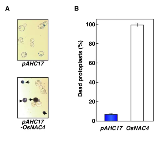 Fig. 1-2   イ ネ プ ロ ト プ ラ ス ト に OsNAC4 を 過 剰 発 現 さ せ た と き に 認 め ら れ る 細 胞 死    イネ培養細胞から単離したプロトプラストに pAHC17-OsNAC4 または pAHC17 （コン トロール）を PEG 法により導入し、導入 24 時間後の細胞を回収して終濃度が 0.05%と なるようにエバンスブルー染色液を加えた。（A）染色した細胞を、顕微鏡により観察 を行った。矢印はエバンスブルーにより染色されたプロトプラストを示す。（ B ）
