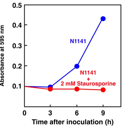 Fig. 1-8  タ ン パ ク 質 リ ン 酸 化 の 過 敏 感 細 胞 死 誘 導 へ の 関 与    2 µM Staurosporine を処理したイネ培養細胞に N1141 菌株を接種した後、細胞死をエ バンスブルーで経時的に観察した。細胞死は OD 595 nm を測定することで定量した。  㐣ᩄឤ⣽⬊Ṛㄏᑟ䜈䛾䝍䞁䝟䜽㉁䝸䞁㓟໬䛾㛵୚Absorbance at 595 nm!
