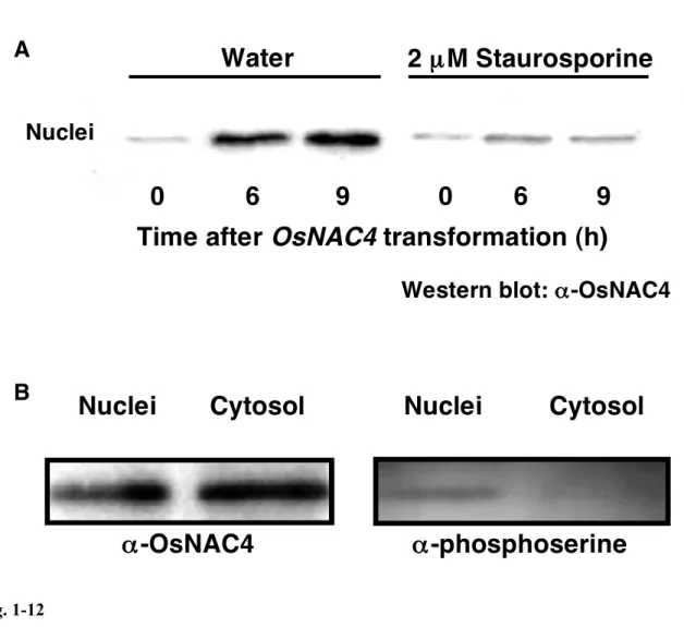 Fig. 1-12  OsNAC4 を 過 剰 発 現 さ せ た イ ネ プ ロ ト プ ラ ス ト へ の リ ン 酸 化 阻 害 剤 Staurosporine の 処 理    イネプロトプラストに pAHC17-OsNAC4 を導入し、 Staurosporine を終濃度 2  µM にな るように処理した時の核での OsNAC4 タンパク質の経時的な蓄積を示した。導入 0 時 間後、 6 時間後、 9 時間後に回収した細胞を核と細胞質に分画し、 SDS-PAGE の後、ウ エスタンブロットを行