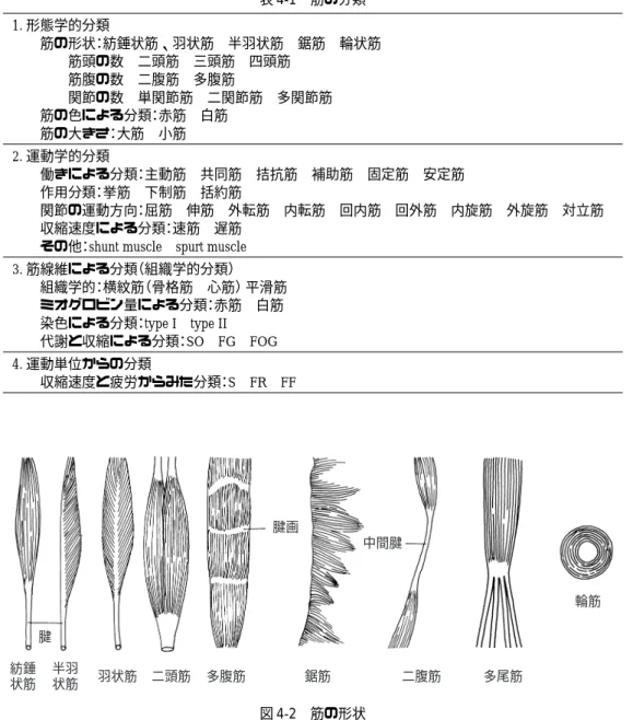 表 4-1 筋の分類 1. 形態学的分類 筋の形状：紡錘状筋、羽状筋 半羽状筋 鋸筋 輪状筋 筋頭の数 二頭筋 三頭筋 四頭筋 筋腹の数 二腹筋 多腹筋 関節の数 単関節筋 二関節筋 多関節筋 筋の色による分類：赤筋 白筋 筋の大きさ：大筋 小筋 2