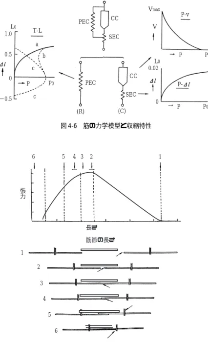 図 4-7 筋長と張力の関係張力長さ筋節の長さ1234562 13456図 4-6 筋の力学模型と収縮特性T-L−0.500.51.0L0PabccP0PECPECCCCCSECSEC(R)(C)VmaxV P-vP P 0PP0P-00.02L0 筋の張力と各収縮との関係では、最大収縮時の張力は遠心性収縮が最も高く、次に等尺性収縮で、求心性収縮が最も低い（図 4-10）。（4）筋の特殊な作用・筋の逆作用（リバースアクション） 求心性収縮により近位部が遠位部に接近する運動をいう （通常、遠位部が近位部に接近