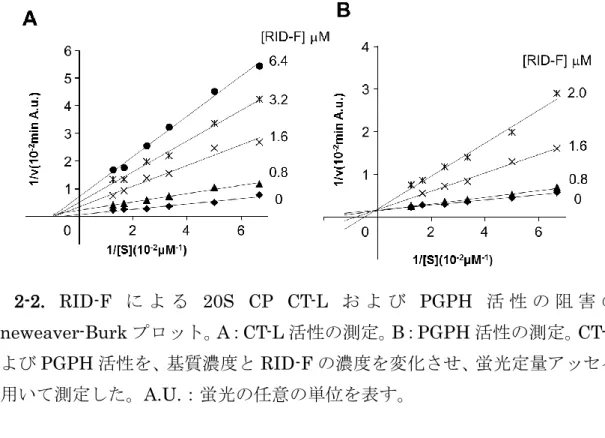 図 2-2.  RID-F に よ る 20S  CP  CT-L お よ び PGPH 活 性 の 阻 害 の Lineweaver-Burk プロット。 A ： CT-L 活性の測定。 B ： PGPH 活性の測定。 CT-L および PGPH 活性を、基質濃度と RID-F の濃度を変化させ、蛍光定量アッセイ を用いて測定した。A.U.：蛍光の任意の単位を表す。 