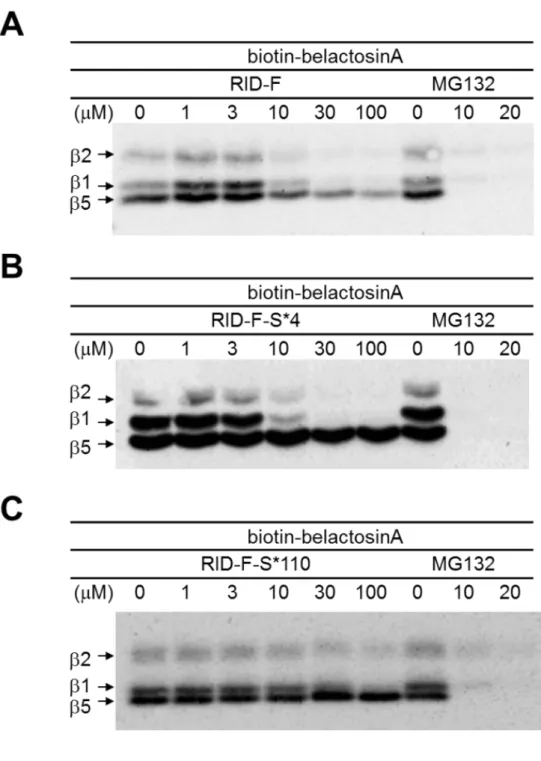 図 2-3. 20S CP へのビオチン標識 belactosin A 結合の RID-F 誘導体による競 合阻害。A：RID-F（6） ，B：RID-F-S*4（25） ，C：RID-F-S*110（30）の存在 下で、ビオチン belactosin A を処理した。ビオチン標識サブユニット（T-L 活性：