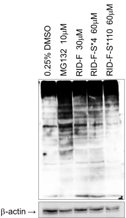 図 2-4.  RID-F（6） 、RID-F-S*4（25） 、および RID-F-S*110（30）処理による ユビキチン化タンパク質の蓄積。 HeLa 細胞を、 0.25％DMSO （コントロール） 、 MG132 （10 µM） 、 RID-F （30 µM） 、 RID-F-S*4 （60 µM） 、または RID-F-S*110