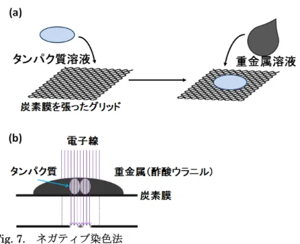 Fig. 7.    ネガティブ染色法   ネガティブ染色法。(a)炭素膜を張ったグリッドにタンパク質溶液を滴下し固定し、固定 したタンパク質の上から重金属溶液を加え染色する。 (b) この試料に電子線を照射すること によって得られる二次元像で、タンパク質の部分は重金属層が薄いために電子線が通り白 抜けに、重金属の部分は電子線が通らず黒く染まって観察される。   粒子像  (box サイズ 64 x 64 ピクセル )  のピックアップ、クラス平均化、 common-line  method による３次元再