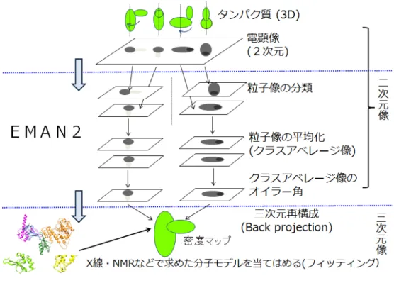 Fig. 8.    電子顕微鏡単粒子解析の原理    電子顕微鏡単粒子解析。まず目的のタンパク質を膜に固定する。そこへ電子線を照射す ることで二次元の電顕像を撮影する。この電顕像には通常、多数のタンパク質分子の粒子 像が写っており、これらから個々のタンパク質粒子像を取り出し、類似性に基づいて粒子 像をクラス分類する。同じクラスに属する粒子像は、分子を同じ角度から見ている像と推 定されるので、クラス内の粒子像を平均化し、クラスアベレージ像を作成する。それぞれ のクラスアベレージ像について、分子をどの角度から