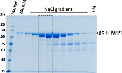 Fig. 9.  1C-h-PARP1 の Heparin-Sepharose カラムクロマトグラフィーによる結果    全長 h-PARP1 の Hi Trap Heparin HP による溶出後、各溶出フラクションの 2% (v/v) を 7.5% SDS-PAGE で分離後 CBB 染色を行った図。この内点線の枠で囲ったフラクションを 10 倍濃縮を行い構造解析用サンプルとして用いた。 ユビキチン付加 h-PARP1 の発現確認 pET-41a (+) h-PARP1 ベクターで形質転換した大腸菌 B
