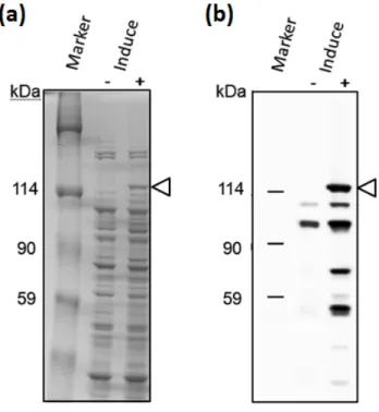 Fig. 10.    ユビキチン付加 h-PARP1  発現結果  (a) CBB 染色および  (b)  ウエスタンブロッティングによる発現の確認。 h-PARP1 の推定 分子量位置を矢頭で示した。 ユビキチン付加 h-PARP1 の精製結果 1 段階目の精製として Heparin-Sepharose カラムクロマトグラフィーをおこない、各サ ンプルを SDS-PAGE を行ったのち、 CBB 染色と、抗 h-PARP1 抗体 (F2 抗体 ) を用いたウエ スタンブロッティングで確認を行った。 