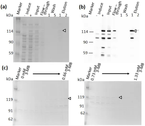 Fig. 12.    ユビキチン付加 h-PARP1  の 3-AB カラムクロマトグラフィーによる精製  (a) CBB 染色の結果。 各レーンは h-PARP1 発現条件として Induce －が IPTG 未添加の サンプル、 Induce + が IPTG 添加後３時間経過時のサンプルである。 Input は BugBuster 溶菌処理による未精製添加サンプル、 Flow-through は素通り画分、 Wash はカラム洗浄画 分を示す。 Elution 1 、 2 共に 0.5 mM 3- 