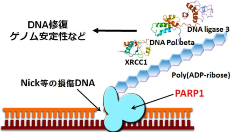Fig. 2.    ポリ ADP- リボシル化による DNA 修復