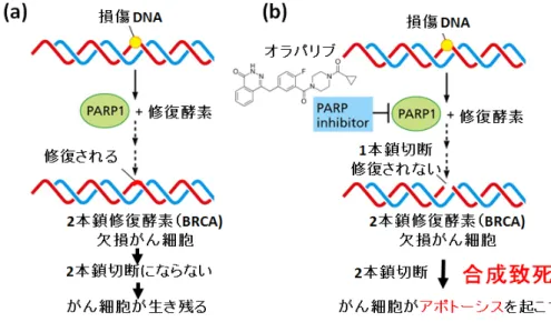 Fig. 3.  PARP 阻害剤による合成致死メカニズム 