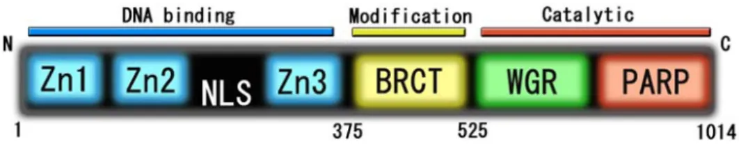 Fig. 4.  h-PARP1 のドメイン