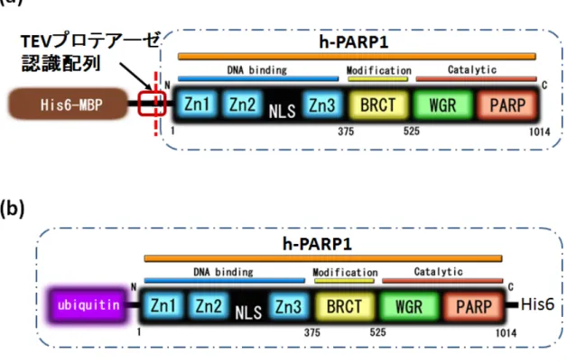 Fig. 5.  h-PARP1 の発現系 