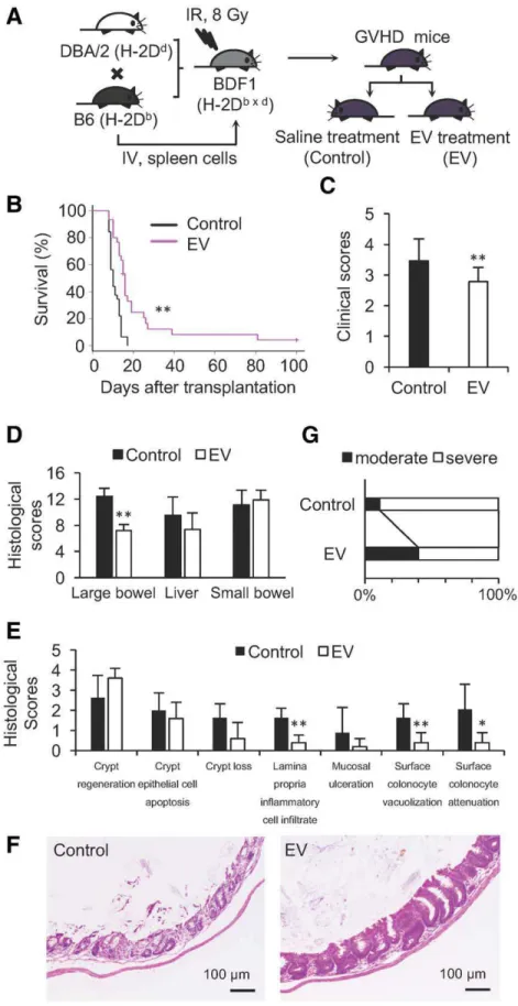 Figure 2. Human bone marrow mesenchymal stromal/stem cell (BM-MSC)-derived EVs ameliorate the clinical and pathological charac- charac-teristics of GVHD in mice