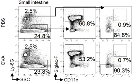 Fig.  S1.  Siglec-F +   neutrophils  are  barely  observed  in  the  small  intestine