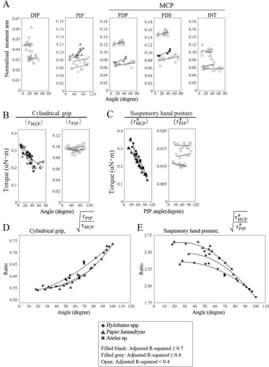 Fig 6. Correlation between the finger joint angle and the normalized moment arm, torque, or torque ratio calculated using MR images of digit III during a cylindrical grip and suspensory hand posture