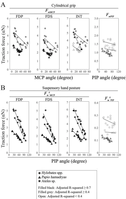 Fig 7. Correlation between the finger joint angle and the traction force of digital flexor muscles in digit III during a cylindrical grip and suspensory hand posture