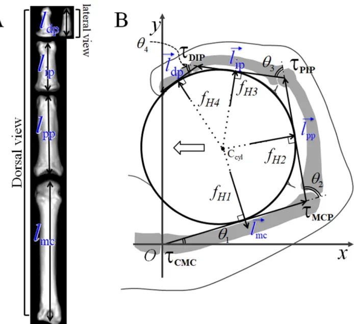 Fig 1. Landmarks on finger bones and calculation of joint torques in the hand. (A) CT image of the phalanges and metacarpal bone of Papio hamadryas: the lengths of the metacarpal bone and the proximal and middle phalanges were measured between the head and