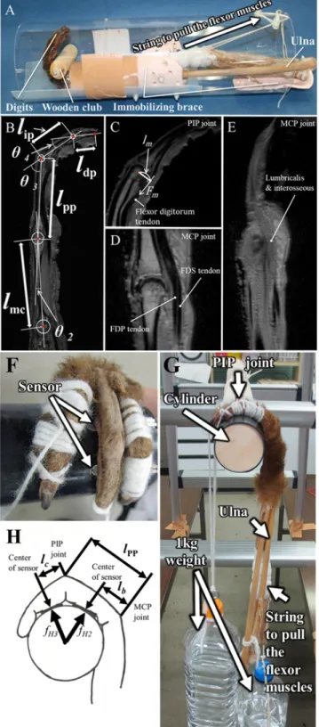 Fig 2. Measurements of the distance between joint centers, joint angles, and moment arms during flexion of the digits, and the force exerted on the phalanges during a suspensory hand posture