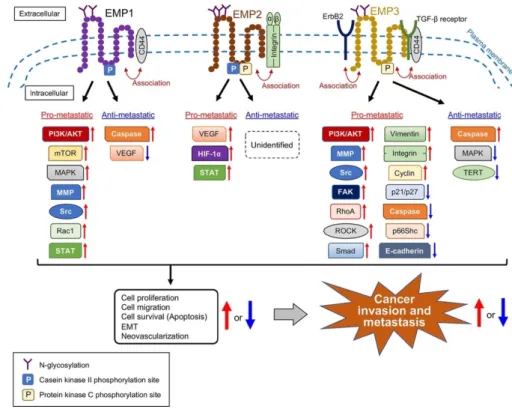 Figure 2. Structural difference between EMPs, and signal transduction molecules of which expression  and/or activation are affected by EMPs in the regulation of cancer invasion and metastasis