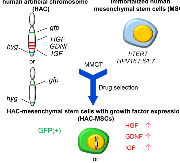 Figure S1. Scheme for generating HAC-MSCs with growth factor-expression and GFP-MSCs,  related to Figure 1.