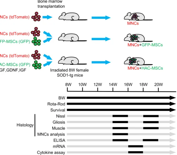 Figure S2. Schematic experimental design for transplantation of MNCs and HAC-MSCs with growth factor-expression, related to Figure 2-7