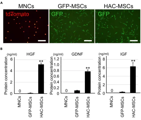Figure 1. Characterization of MNCs, GFP-MSCs, and HAC-MSCs
