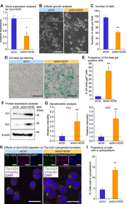 Fig 3. Gm14230 controls cellular juvenescence and Tbc1d24 cytoophidia. (A) qPCR analysis of Gm14230 in Neuro2a cells transfected with control siRNA (siCtrl) or Gm14230 siRNA