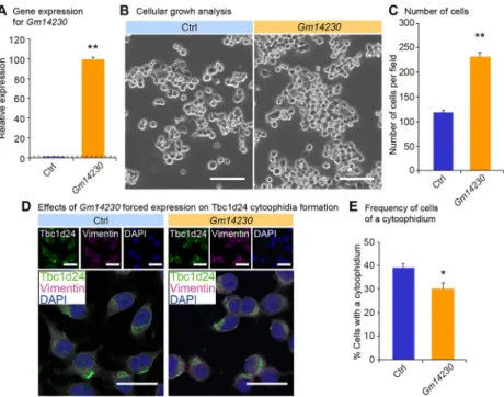 Fig 4. Influence of Gm14230 expression on Tbc1d24 cytoophidia formation. (A) qPCR analysis of Gm14230 in Neuro2a cells transfected with the empty control or the Gm14230 plasmid