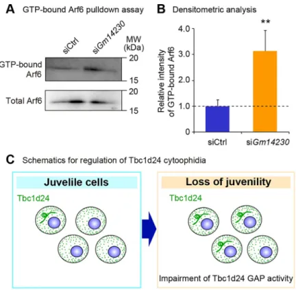 Fig 6. Lower GAP activity of Tbc1d24 is associated with cytoophidia formation. (A) GTP-bound Arf6 pulldown assay in Neuro2a cells transfected with control siRNA or Gm14230 siRNA