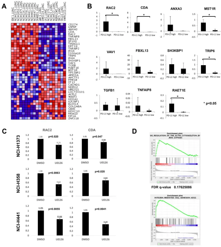 Fig 6. Supervised cluster analysis and GSEA between PD-L1-high and -low human lung cancer cell lines suggested mRNA upregulation of several molecules related to cell adhesion, motility, cell proliferation, cell signaling, and pathways related to actin cyto