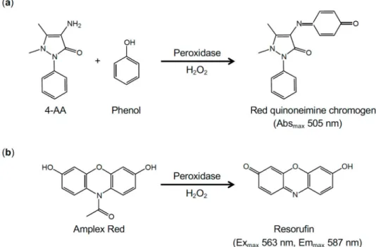Figure 2. Detection of H 2 O 2 in enzymatic assays. (a) The oxidative coupling of phenol and 4-AA by H 2 O 2 in the presence of peroxidase produces a red quinoneimine chromogen (absorption maximum at 505 nm)