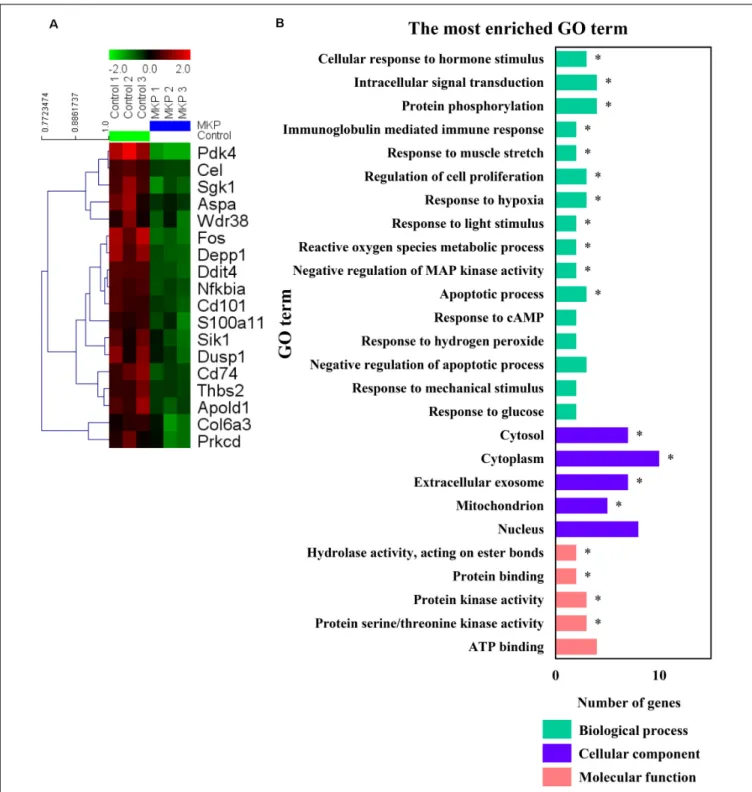 FIGURE 6 | Microarray analysis in the hippocampus. (A) A heat map generated in MeV showing genes that were two-fold downregulated and significantly lower in limma analysis by administration of MKP