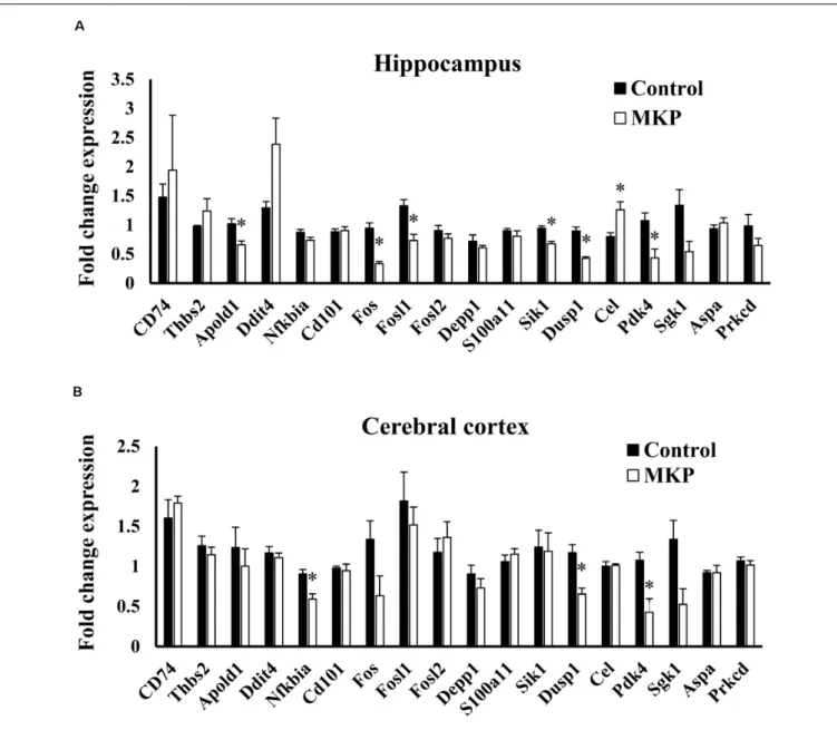 FIGURE 7 | RT-qPCR validation of expression changes of selected genes in the hippocampus and cerebral cortex in SHRSP/Izm rats