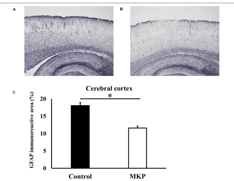 FIGURE 4 | Expression of GFAP in the cerebral cortex. Immunohistochemistry images of control (A) and MKP (B) groups are shown