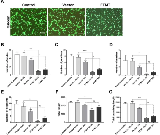 Figure 8. Conditioned media from differentiated FTMT-overexpressing ARPE-19 cells inhibit in vitro  angiogenesis: (A) Representative calcein-AM fluorescent images of hCMEM/3D endothelial cell tube  formation after 6 h in indicated condition media samples