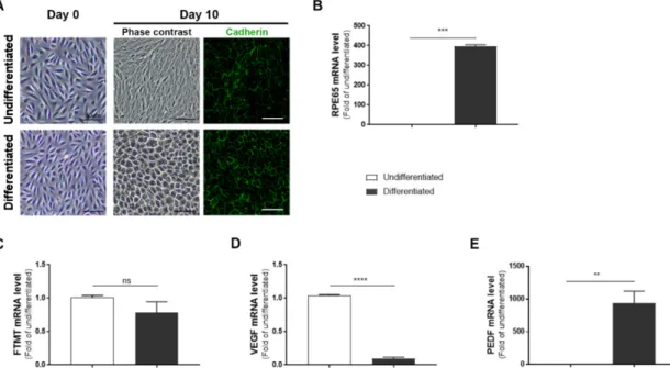 Figure 1. Features of undifferentiated and differentiated ARPE-19 cells: (A) Morphology of ARPE-19  cells maintained in growth media (undifferentiated) compared to cells maintained in  nicotinamide-containing differentiation media (differentiated)