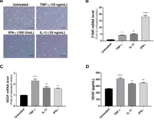 Figure  2.  Effects of proinflammatory cytokines on the expression of FTMT and VEGF in ARPE-19  cells: (A) ARPE-19 cells were treated with TNF-α (10 ng/mL), IL-1β (10 ng/mL), and IFN-γ (100 U/mL)  for 24 h