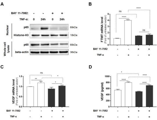 Figure 3. FTMT mRNA expression and VEGF protein secretion in response to TNF-α with or without  NF-κB inhibitor BAY 11-7082: A) Translocated levels of NF-κB subunit (p65) in nuclear extracts or in  whole cell lysates after 24 h incubation with or without T