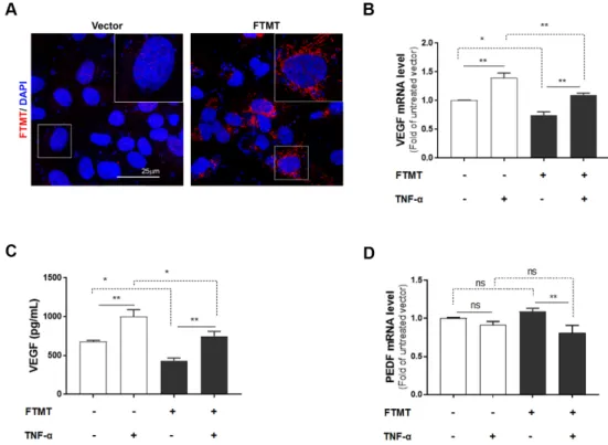 Figure 4. VEGF expression in FTMT gene-silenced ARPE-19 cells: (A) Effective silencing of the FTMT  gene in ARPE-19 cells